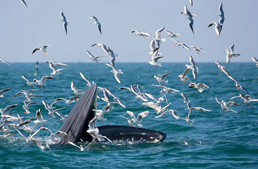 潿洲島海域的布氏鯨。主辦方供圖