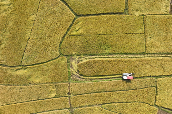 沙塘鎮(zhèn)水口莫村正在收割水稻送往青豐公司大米加工中心