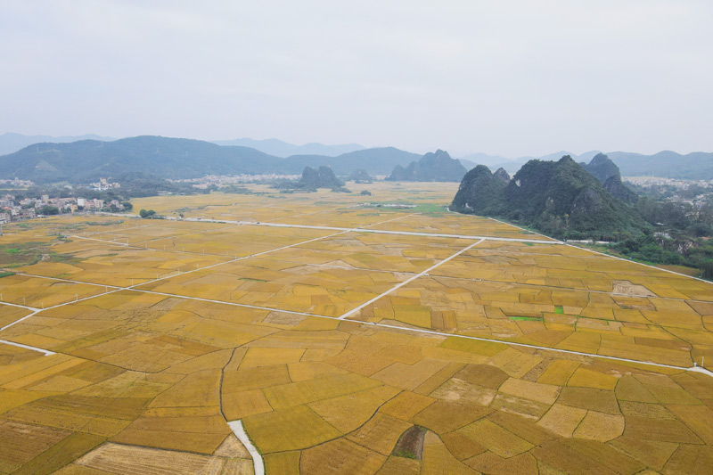 泉江村千畝稻田高產(chǎn)示范片。蘇程攝
