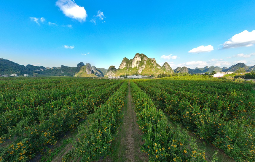 德?？h海升現(xiàn)代化柑橘產(chǎn)業(yè)示范區(qū)。莫超驛攝