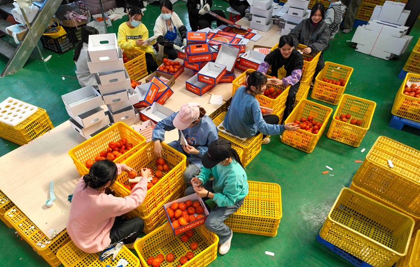 柑橘產(chǎn)業(yè)示范園區(qū)帶動周邊群眾就業(yè)。黃靖攝
