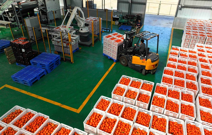 柑橘產(chǎn)業(yè)示范園區(qū)機械化、智能化包裝生產(chǎn)。黃靖攝