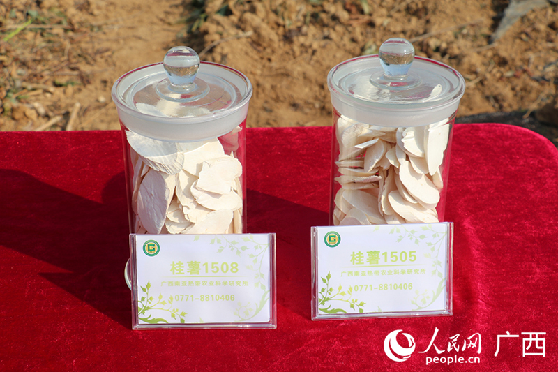 “桂薯1505”“桂薯1508”。 人民網(wǎng) 劉璐瑤攝