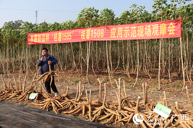 木薯新品種種植示范基地業(yè)主分享種植經(jīng)驗。人民網(wǎng) 劉璐瑤攝