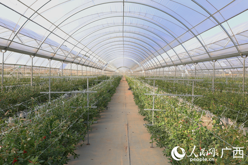 馬山縣藍莓基地智能化大棚。人民網(wǎng) 龐惠文攝