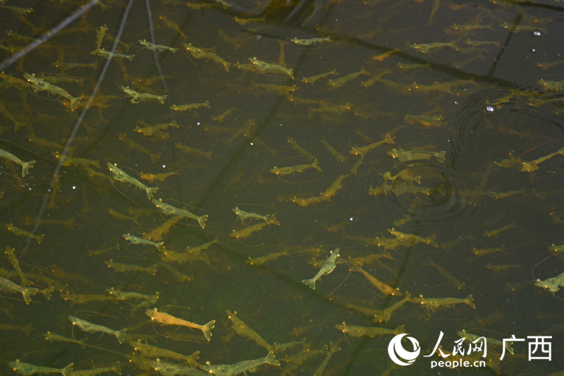 無人養(yǎng)殖車間里的南美白對蝦。人民網(wǎng) 龐惠文攝