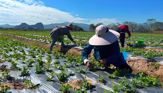 蔬菜規(guī)?；N植千余畝 助力村民“家門口”就業(yè)