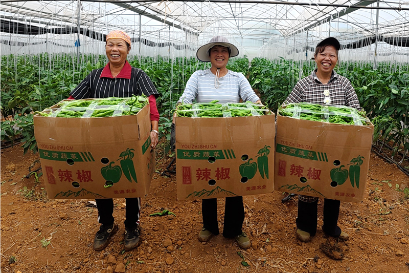 辣椒豐收椒農(nóng)笑。