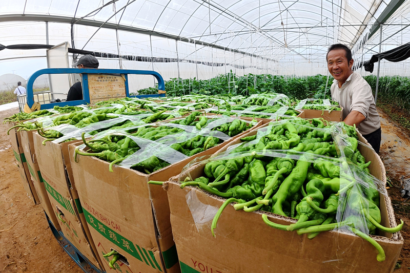 搬運剛采摘的辣椒。
