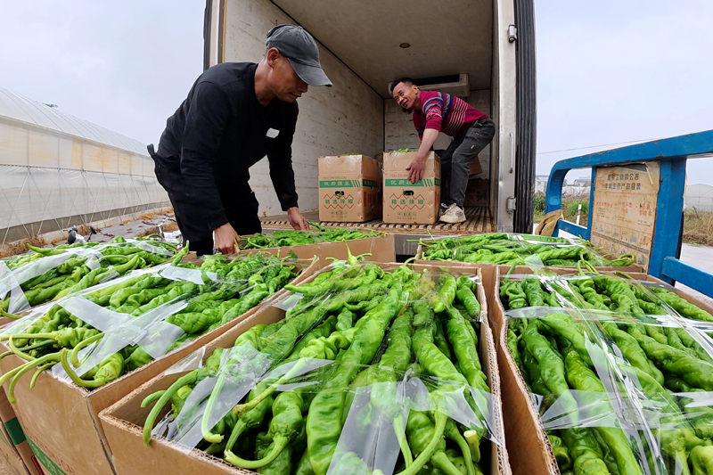 辣椒上車待運。
