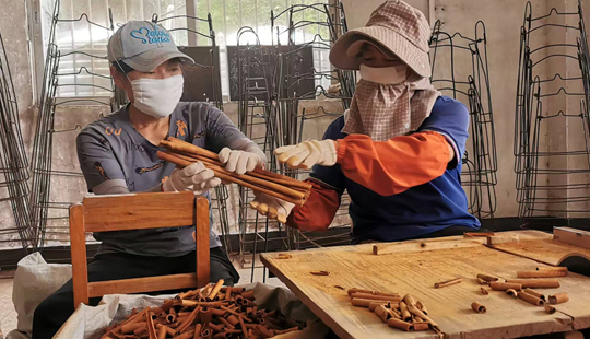 容縣：12萬(wàn)畝肉桂飄香鋪就億元“黃金產(chǎn)業(yè)”路