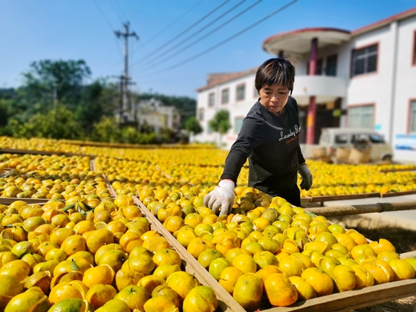 農(nóng)戶(hù)正在晾曬。王賢宇攝