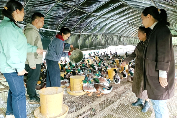 2.香茅農(nóng)場的養(yǎng)鴨大棚，香茅飼料散發(fā)芬芳。與傳統(tǒng)鴨棚不同，棚內(nèi)沒有刺鼻的味道。蔣林林?jǐn)z