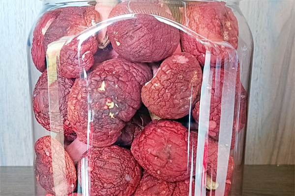 紅椎菌。廣西林業(yè)局供圖