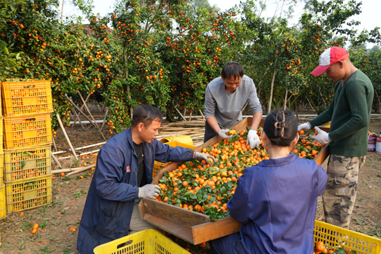 南塘村砂糖橘果園負(fù)責(zé)人陳基雄(左一)在果園分裝果