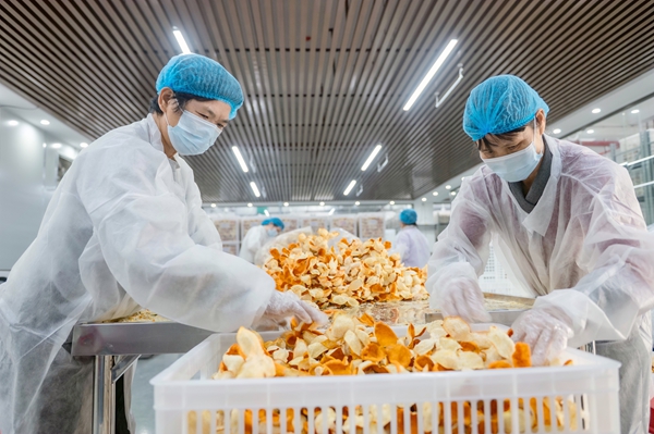 工人正在將陳皮分檢進倉。蘇科文攝