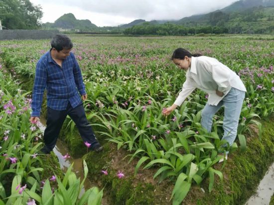 鎮(zhèn)人大代表陸梅梅在峽口村白芨種植基地察看白芨長勢
