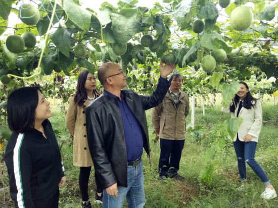 ??縣人大代表蔣宇輝在良田村羅漢果種植基地查看羅漢果長勢