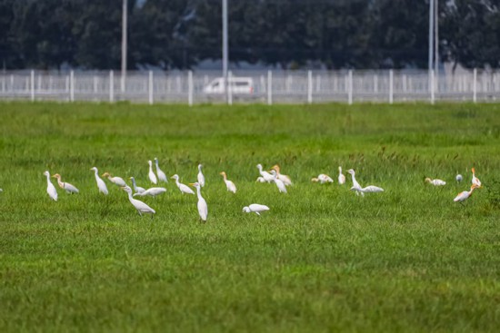 華晨寶馬里達工廠內的水面、草坪，成了國家二級保護動物牛背鷺的棲息地。華晨寶馬供圖